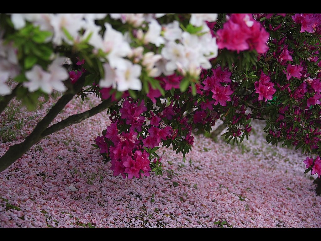 Nishiyama Park sakura by Japah Cadabra