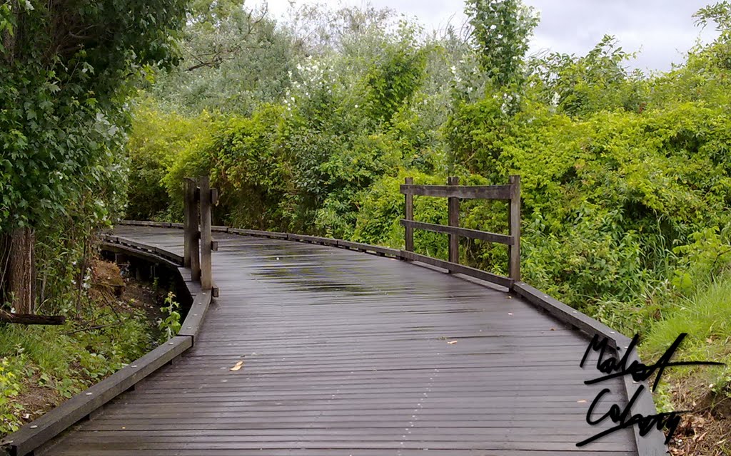 Wooden Bridge Parramatta by Micheal Graham