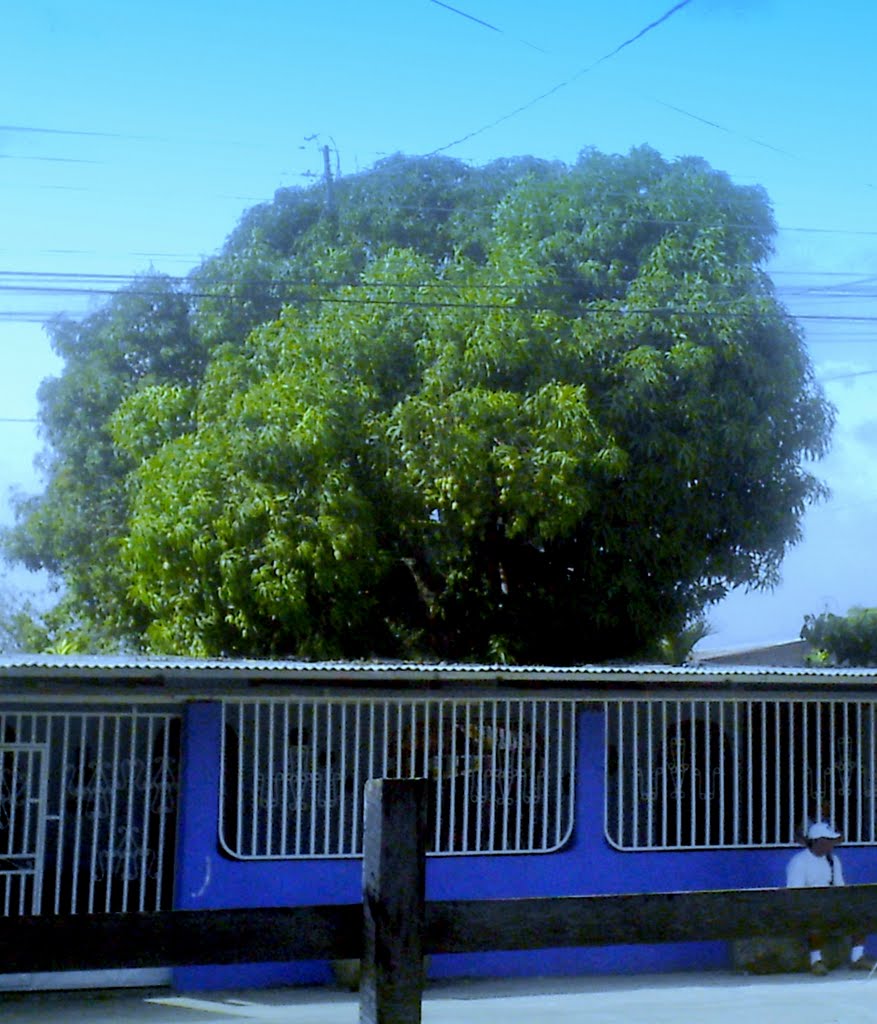 El árbol de mango de los veranos by LUIS PALMA