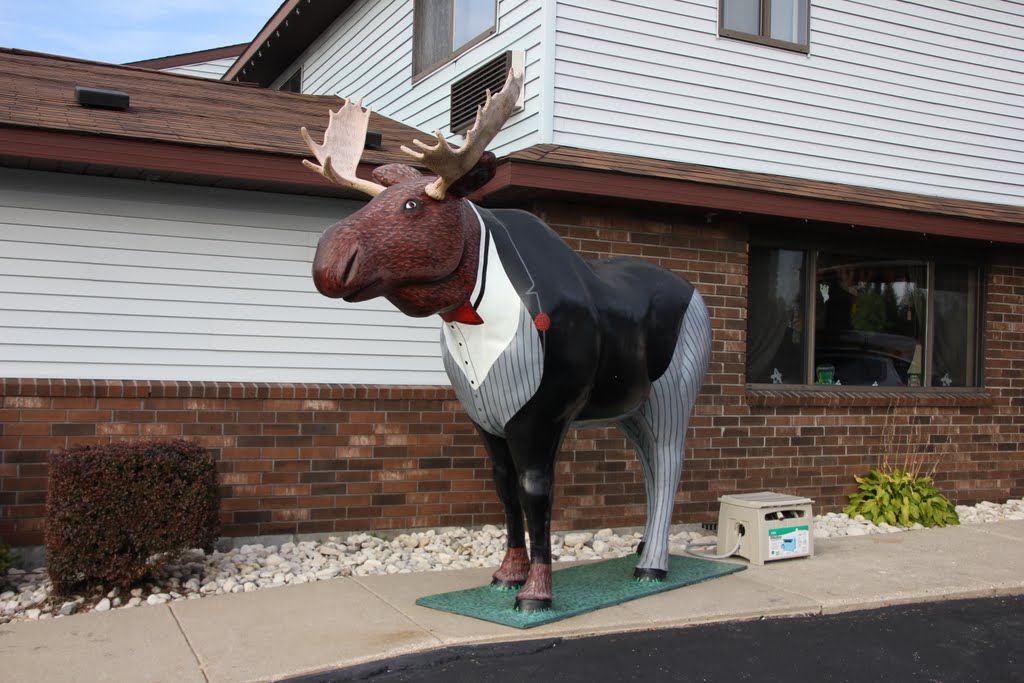 Moose in Manistique by brucev