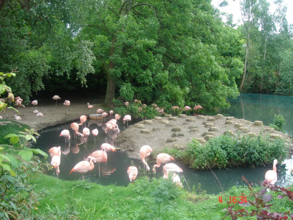 Dublin Zoo by bartlomiej.adamski