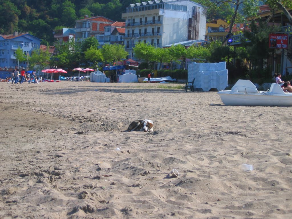 Amasra'nın Eşsiz Kumsalı ve Köpek by Fatih Yavuz