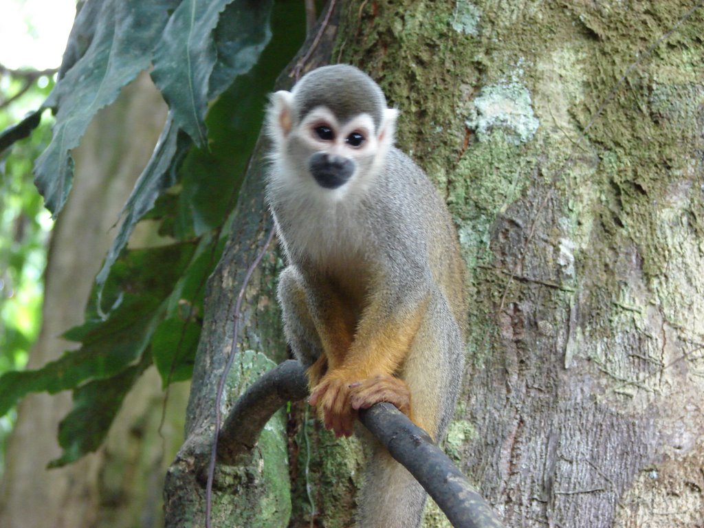 Typical island´s monkey by Luis A Arango