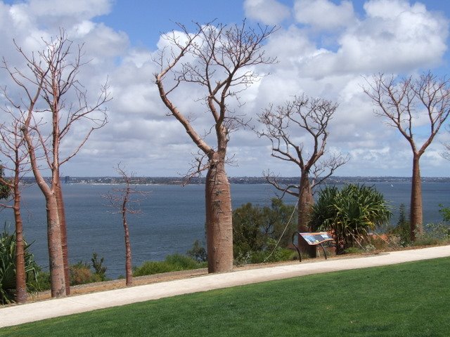 0040 Perth, funny trees in Kings Park by Daniel Meyer