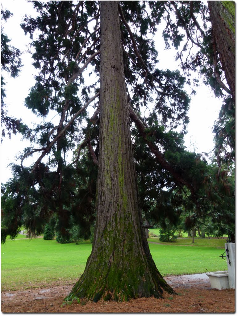 Séquoia toujours vert (Sequoia sempervirens) by Magda GHALI