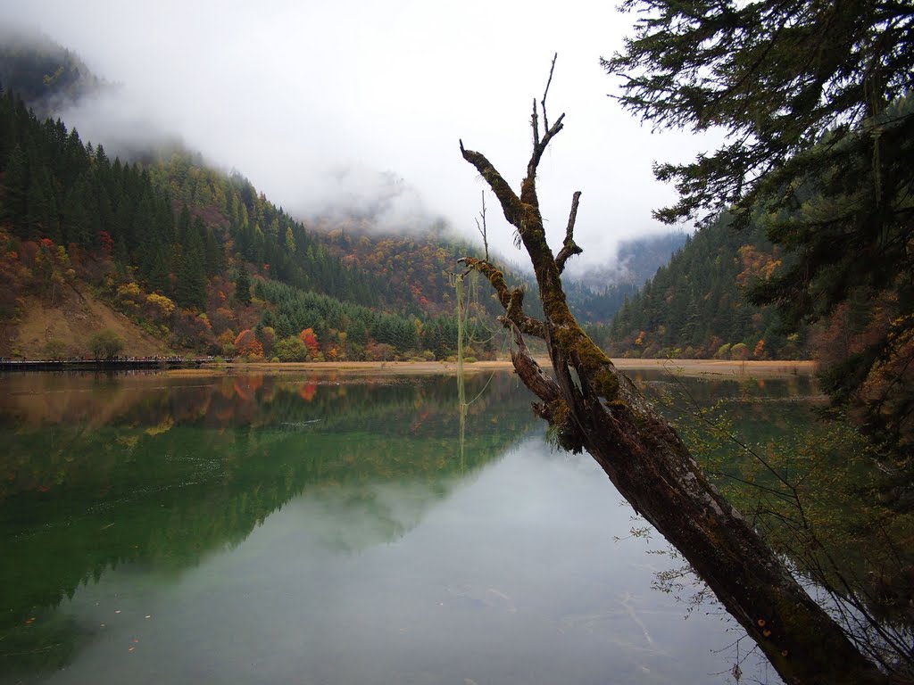 箭竹海 - Arrow Bamboo Lake - 2011.10 by rheins