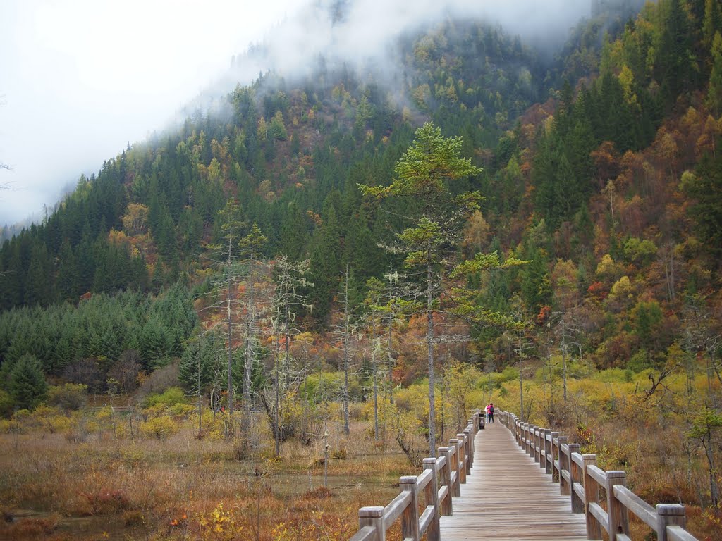 箭竹海栈道 - Arrow Bamboo Lake Boardwalk- 2011.10 by rheins