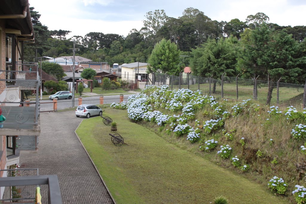 Hortências no pátio do Habitare em Canela/RS by Fritz Follmer