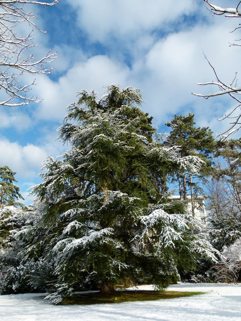 Cèdre à encens (Calocedrus decurrens) (Ouest des Etats-Unis) by Magda GHALI