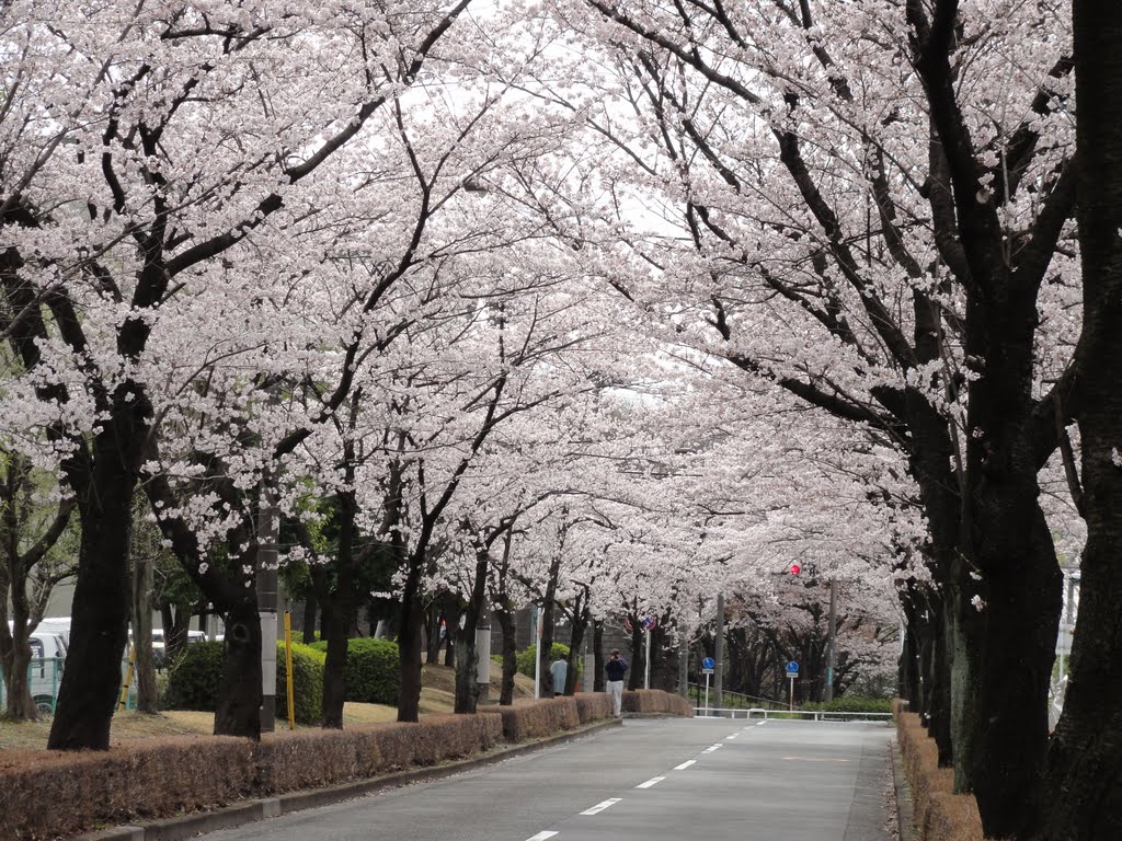 永山5丁目 さくら通り by maplefreak.tokyo