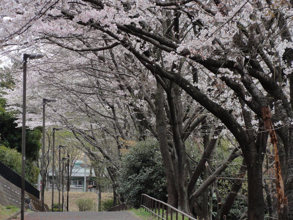 永山4丁目 永山さくら通り by maplefreak.tokyo