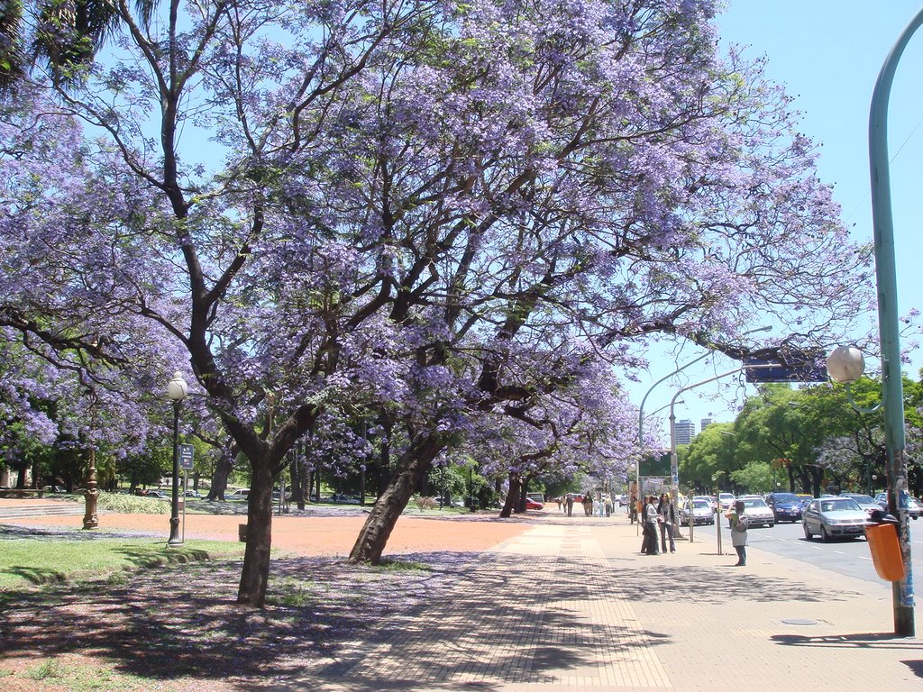 Avenida del Libertador, cerca de Recoleta by Sergiobs