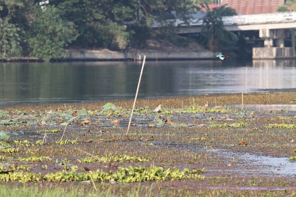 River Kwai Kanchanaburi - Kingfisher by Geri221160