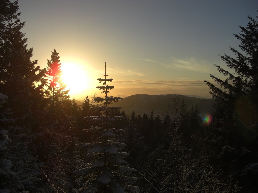 Beautiful sunshine and nice trees in december by Mona Lygre