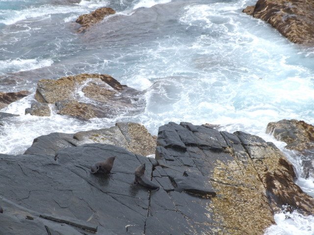 0202 Kangaroo Island, Cape du Couedic, Sea Lions by Daniel Meyer