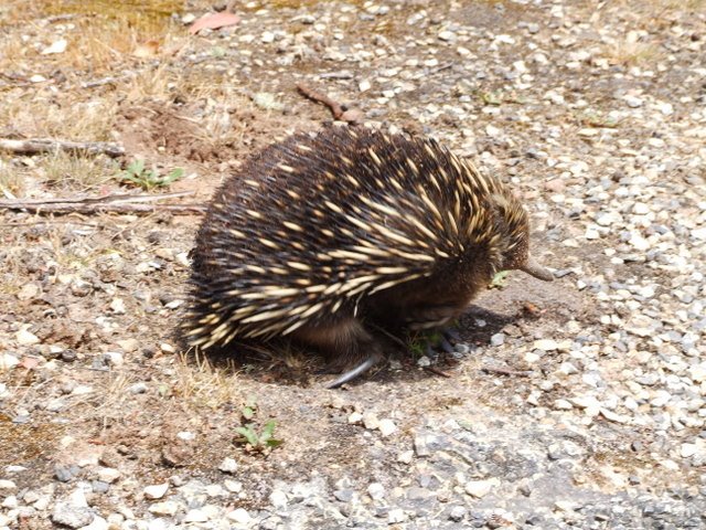 0217 Grampians Mountain, Echidna at Mount Williams by Daniel Meyer