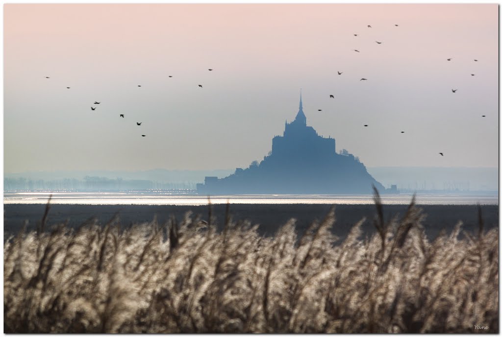 En hiver, derrière les roseaux. by Yane&André