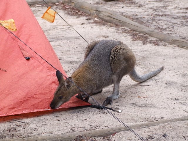 0260 Grampian Mountains, Stapylton camping site, Wallaby drinking from our tent by Daniel Meyer