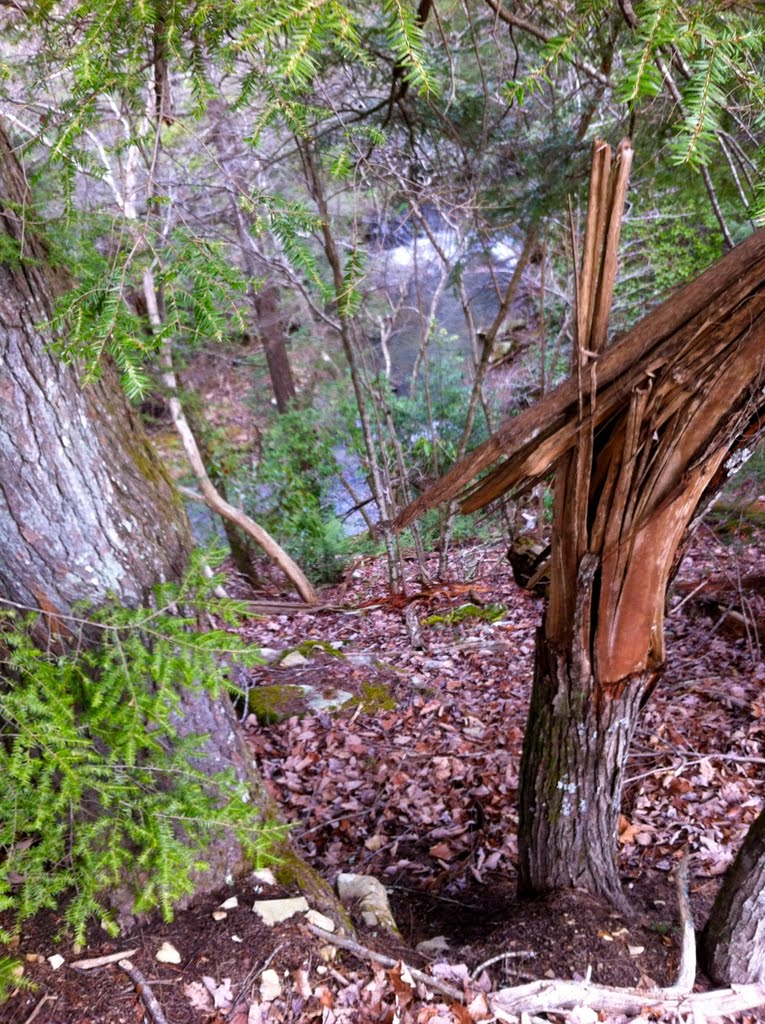 Access Trail to the Cable Trail by Jackson Reynolds