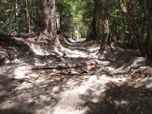 0635 Fraser Island, Central Lakes Scenic Drive by Daniel Meyer