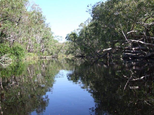 0662 Kajaking on upper Noosa River, Everglades by Daniel Meyer