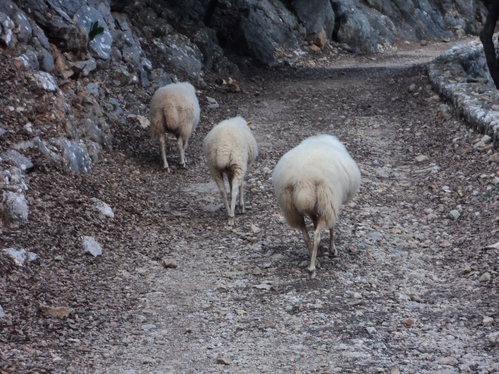 Bunyola, Balearic Islands, Spain by Luin Mena