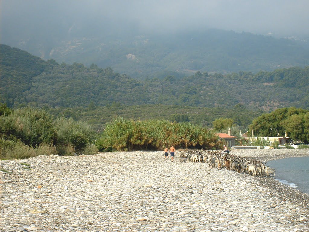 Goats on the beach III by hynčour