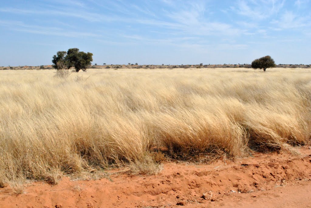 Colors of Savana by gbaruffi