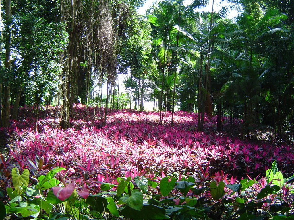 Parque de la Exotica Flora Tropical, San Felipe, Edo. Yaracuy by Luis Maturana