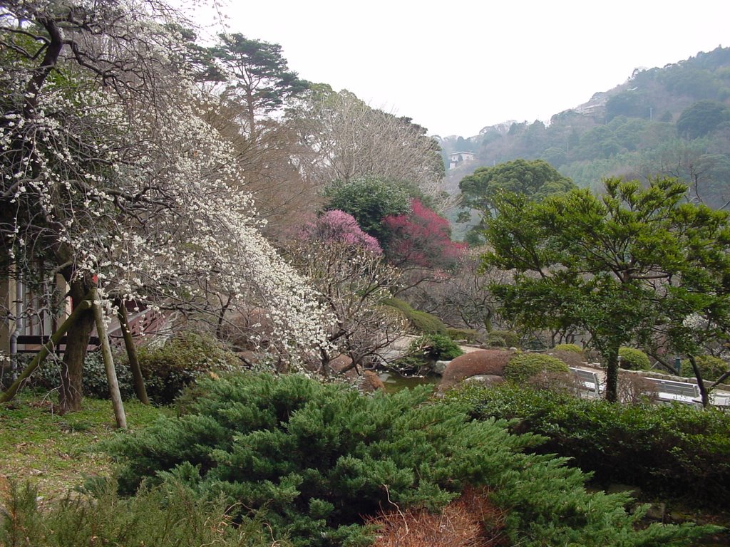 3 breed Ume(Japanese apricot) by Fuji Miyuh