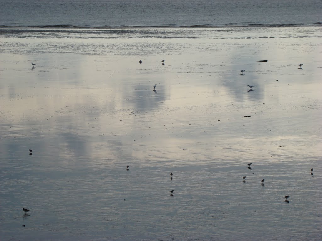 Ostfriesland (Vögel im Watt) August 2011 by DortmundWestfalica