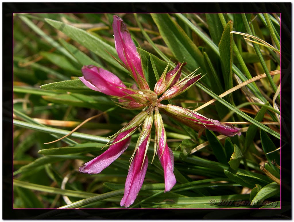 "Ich bin ein STAR! Lasst mich aber hier!" - Westalpen-Klee (Trifolium alpinum) by Bernd Lang KN