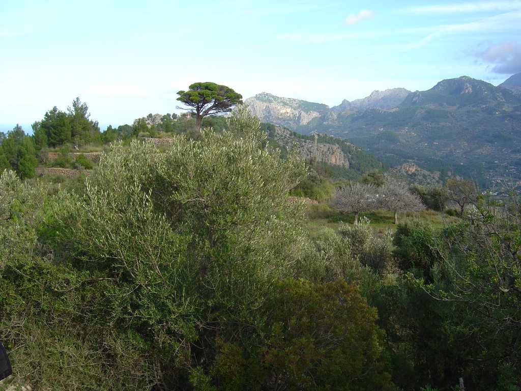 Paissatge terme de Deià by homyr