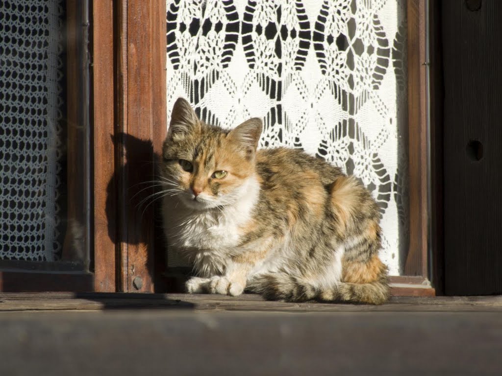 Monastery cat colecting a morning sun by bojadzi