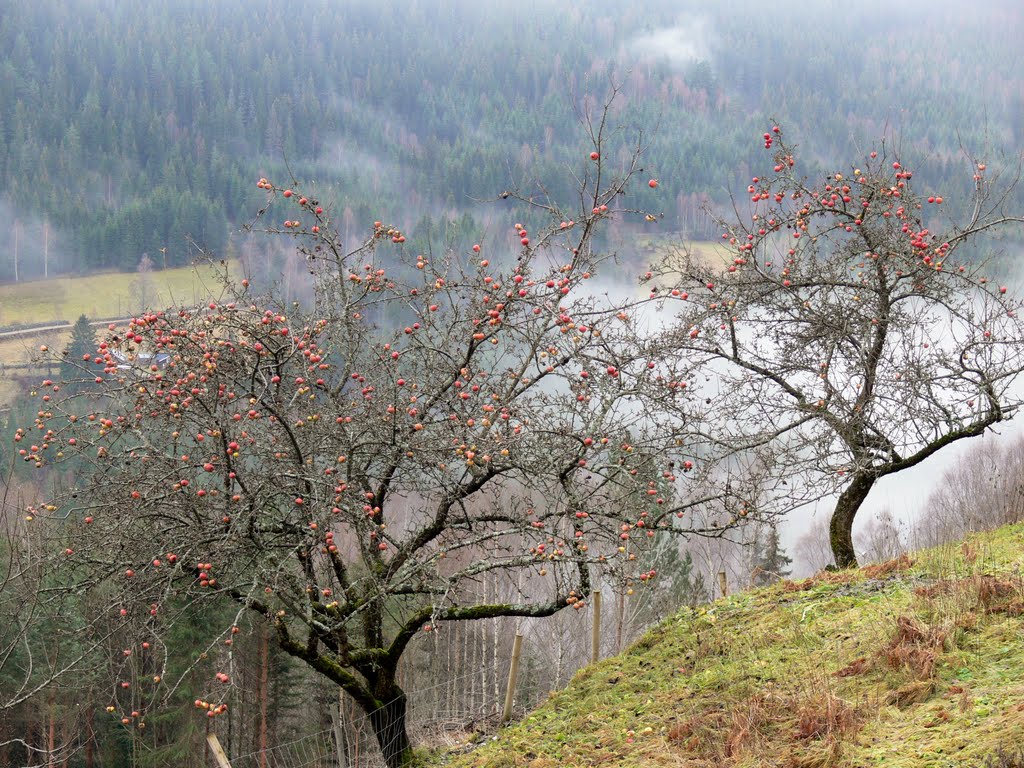 Gamle epletrær i Flatdal i Telemark by H.Jelstad