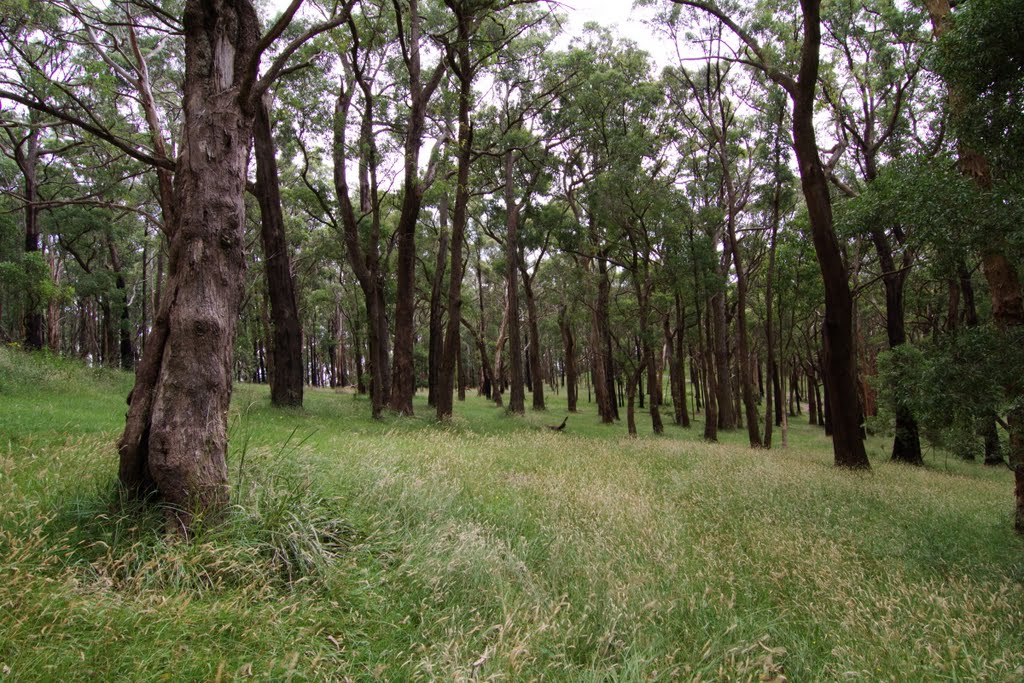 Dandenong Ranges by mr.nuntabu