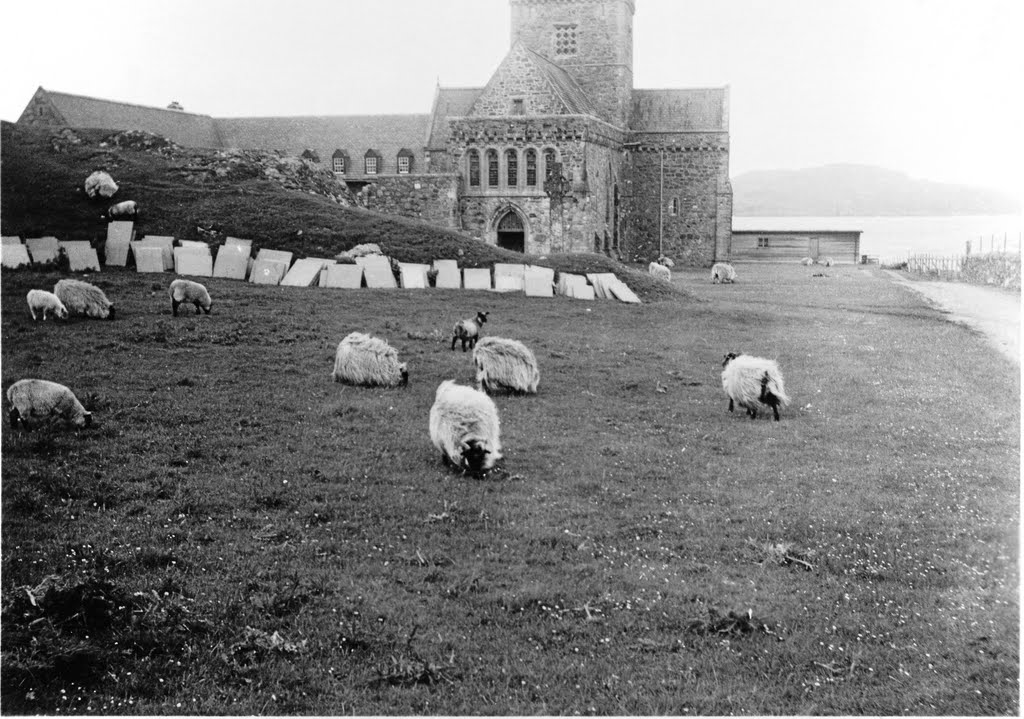 Iona Abbey, Scotland, 1954 by gbfernie1