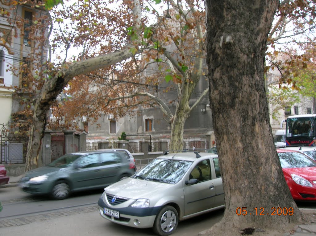 Platani pe strada Berzei, Bucuresti by raduconstantin