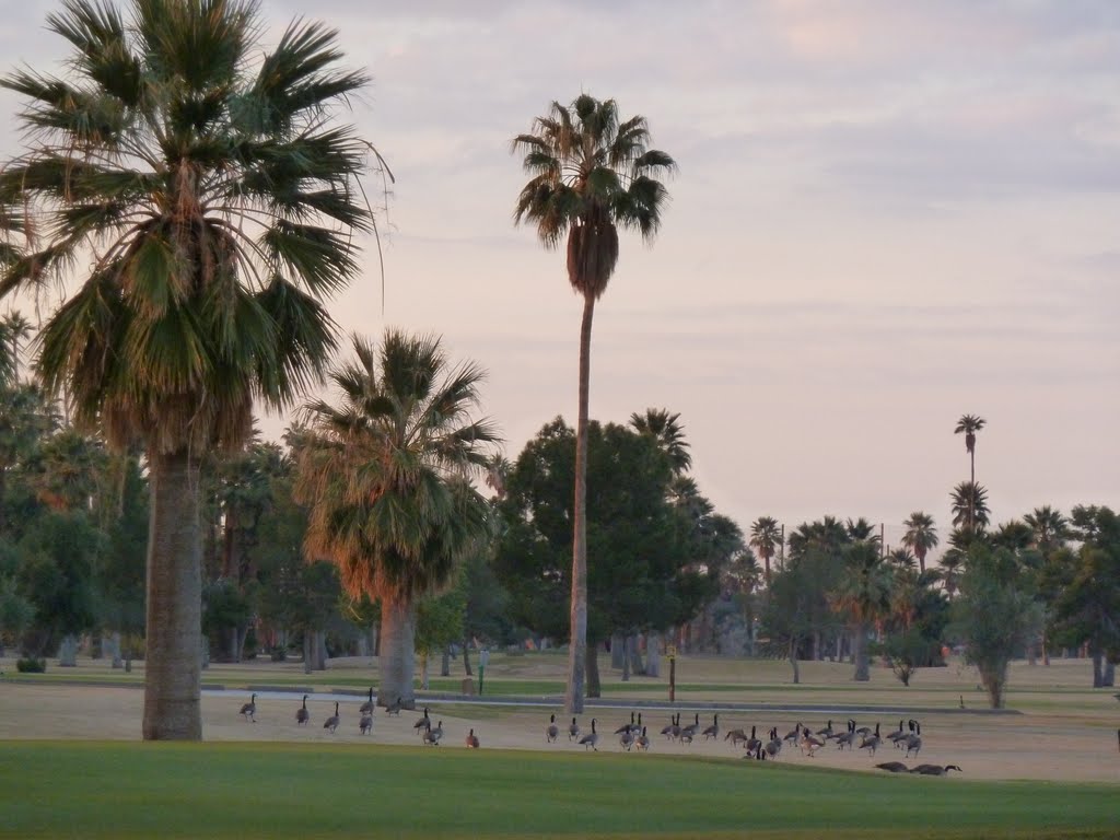 Central Phoenix, AZ: View NW, Encanto Park Golf Course Snow Birds, December 20, 2011 by tceng