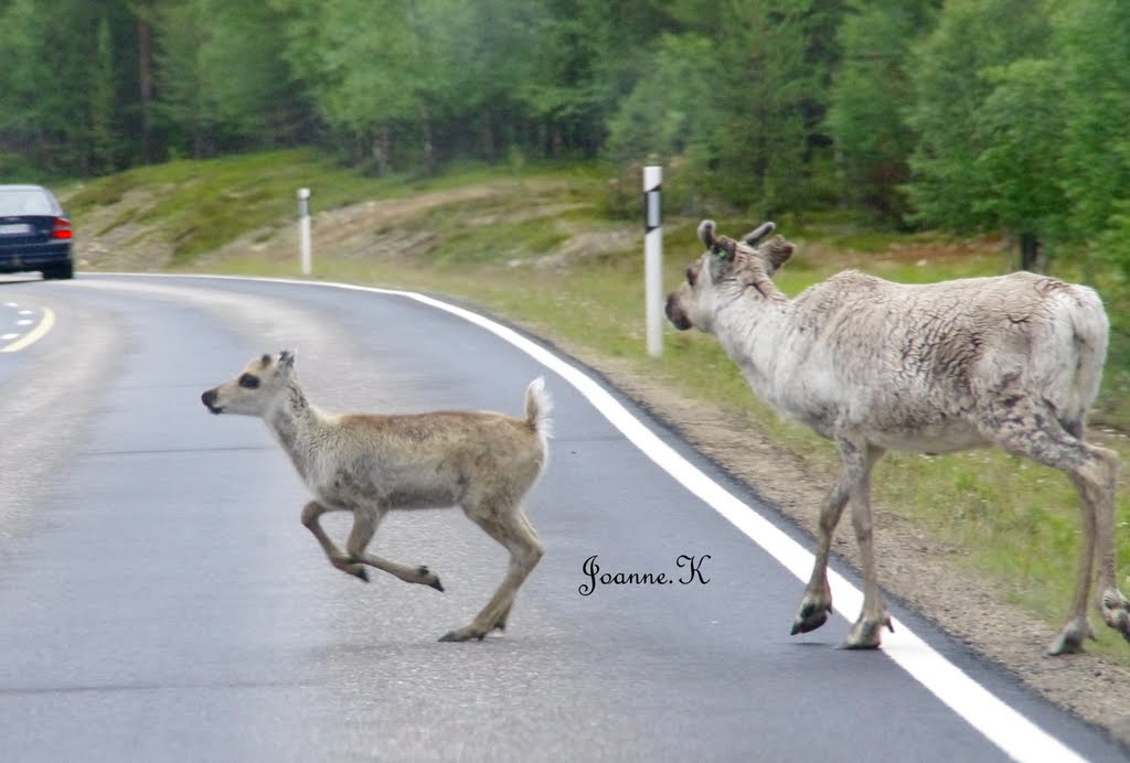 Baby reindeer by jojo22