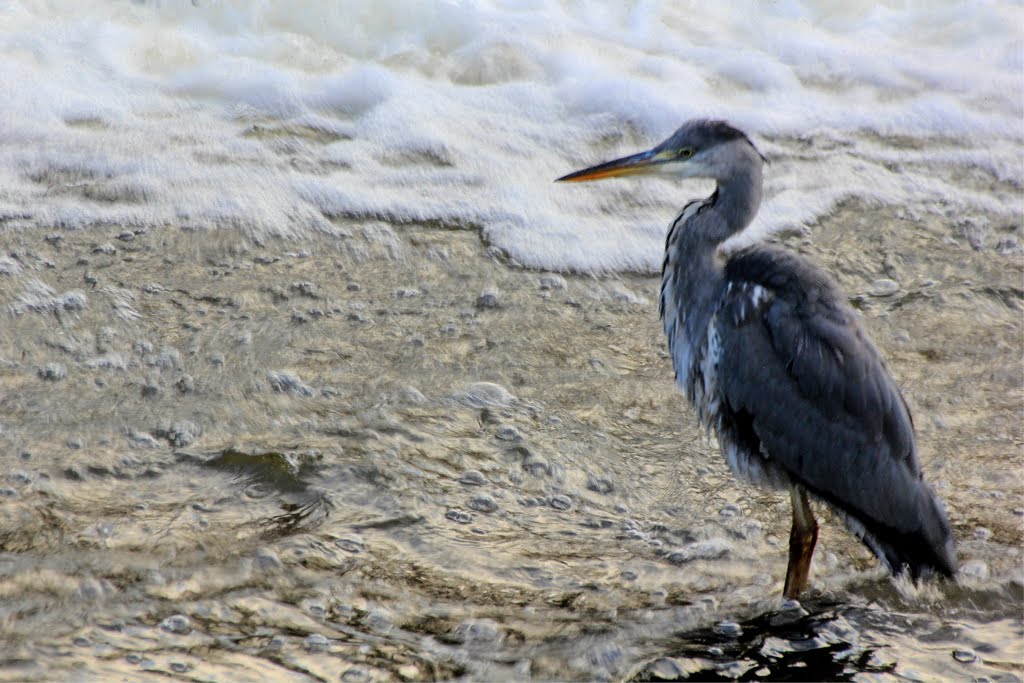 Grey Heron Fishing at Barrhead Dams, Glasgow by bazd69