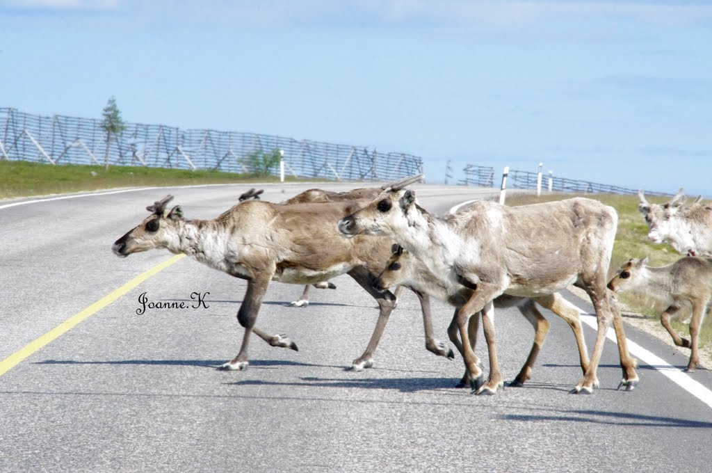 Finnish reindeers by jojo22