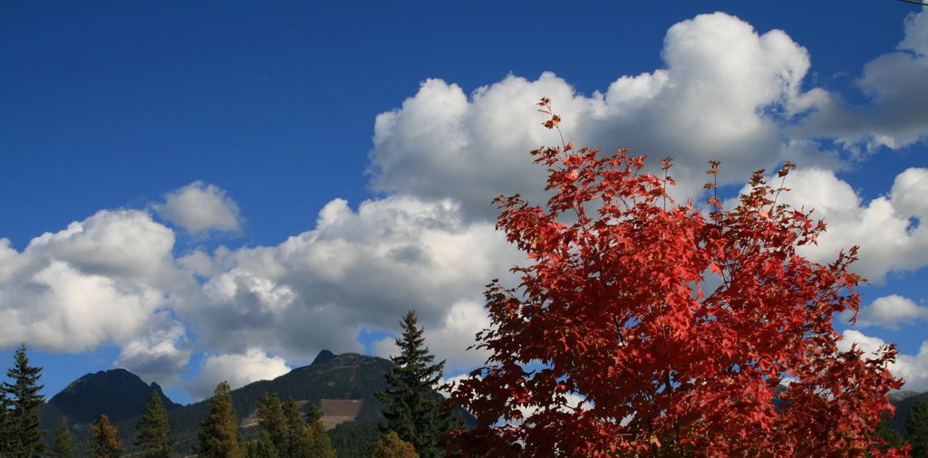 Canada Maple leaf by Daniel Graf