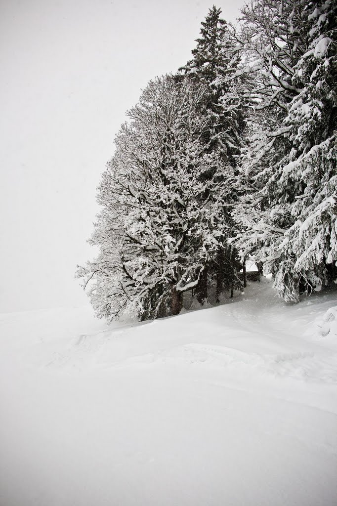 Pure Winter, December 2011 by niklas-bayrle.com