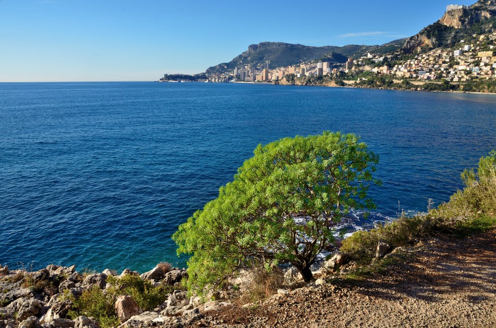 Euphorbia dendroides (22 decembre, Baie de Roquebrune) by violapinnata