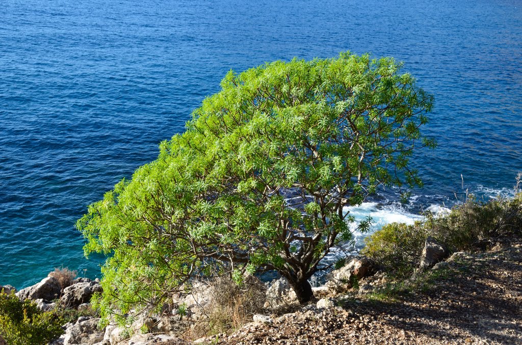 Euphorbia dendroides (22 decembre, Baie de Roquebrune) by violapinnata