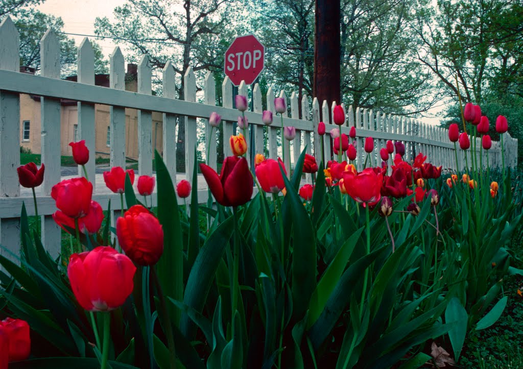 Stop and Smell the Flowers by idahodon