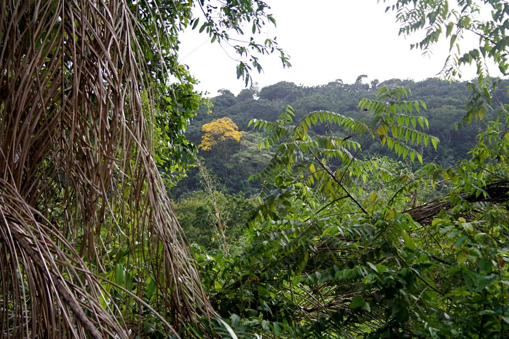 Parc national de Guyane by Ludwig-Maurice