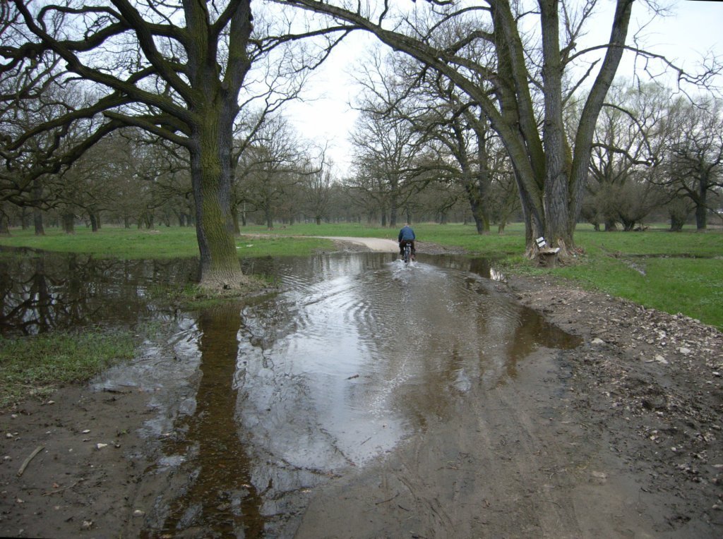 2006-04-18_Dessau,Auwald nach Muldehochwasser by M_H