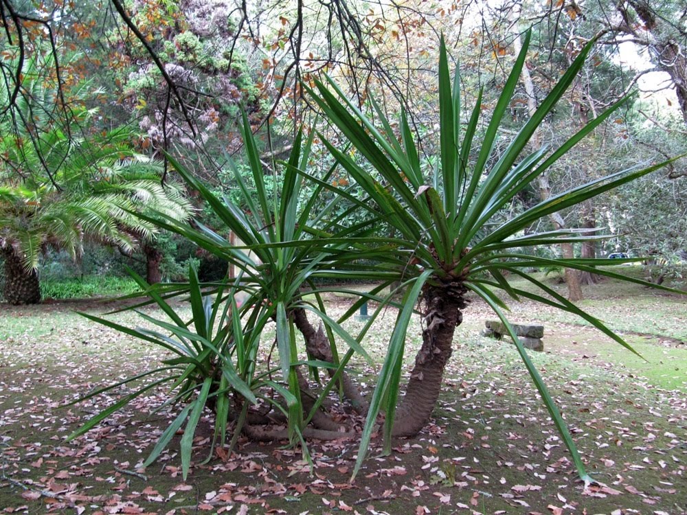 Yucca Elephantype, Jardim José do Canto, Ponta Delgada, São Miguel, Açores, Portugal by Margarida Bico